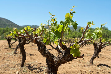 Vineyard in mountain valley in springtime © Olga