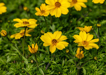Yellow bidens blooming in the summer garden
