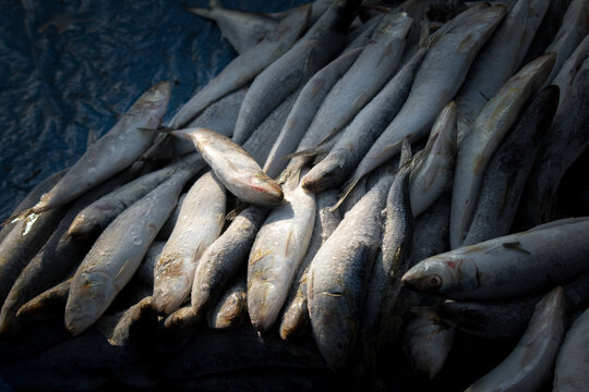 Collection  of Indian oil Sardine fish in the fish market for sale.