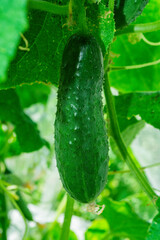 Vegetable bed. Cucumber (Latin: Cucumis sativus) close-up. Cucumbers - an annual herbaceous plants of the Cucurbitaceae family.