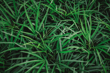 Natural background of green leaves with vintage filter