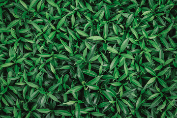 Natural background of green leaves with vintage filter