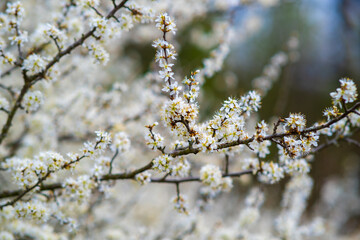 Fruit tree twigs with blooming white and pink petal flowers in spring garden.