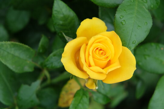 One yellow rose flower, close-up. Beautiful flower with yellow petals.