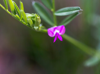 Wild flower in purple color, close-up. in the countryside, in its natural environment.
