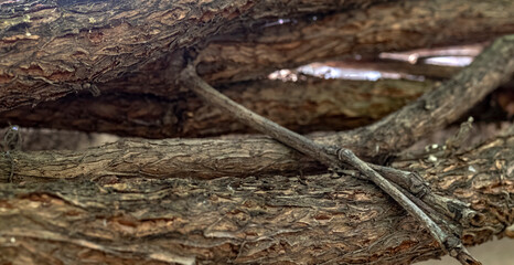 ivy tree trunk, close-up, background.
