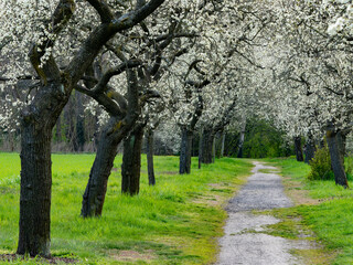 Allee mit Pflaumenb&auml;umen (Weg seitlich)