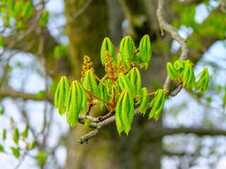 Junge Bl&auml;tter und Knospen einer Kastanie