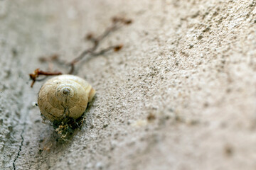 The shelled snail has part of the ivy plant next to it, on the outer wall. artistic composition.