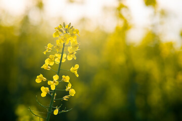 Close up detail of blooming yellow rapeseed plants in agricultural farm field in spring.