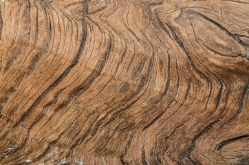 Fototapeta premium Tropical hardwood and textured background / Hardwood Grain / Mankind most valuable and sustainable resources