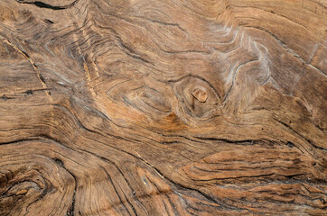 Tropical hardwood and textured background / Hardwood Grain / Mankind most valuable and sustainable resources