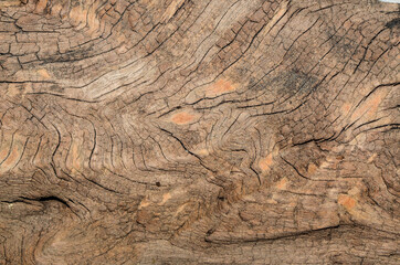 Tropical hardwood and textured background / Hardwood Grain / Mankind most valuable and sustainable resources