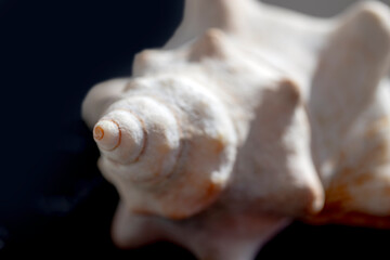 close-up sea shell, golden ratio, artistic photo.