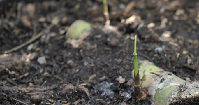 Sugar cane sapling growing, Sugar cane shoots, Sugar cane planting