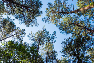 Beautiful landscape of the Landes forest in the south west of France