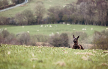Sheep and lambs on a welsh farm