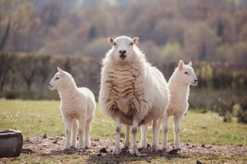 Sheep and lambs on a welsh farm