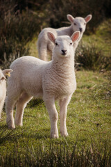 Naklejka na ściany i meble Sheep and lambs on a welsh farm