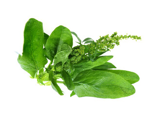 Fresh spinach leaves -Spinacia, on an isolated white background