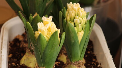 Obraz premium yellow fragrant hyacinth flower photo