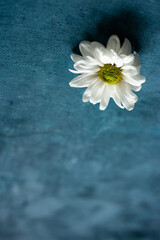 Obraz premium Chamomile bud on a blue background.