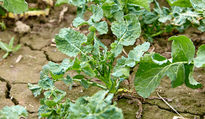 Crop field against the blue spring sky.