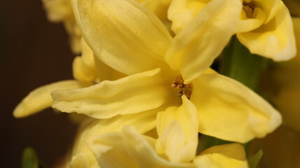 Obraz na płótnie Canvas yellow fragrant hyacinth flower photo