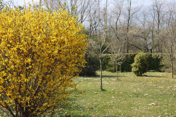 Forsythia bush in bloom with beautiful yellow flowers in the garden on springtime