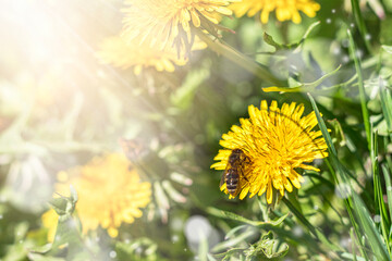 Blooming yellow dandelion flowers in the garden in spring or summer. Detail of bright common...