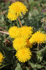 Dandelion plants with many yellow flowers on a sunny day. Taraxacum officinalis