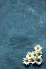 Group of daisies on a blue background