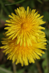 Close-up of dandelion yellow flowers. Taraxacum officinalis