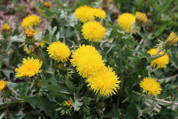 Dandelion plants with many yellow flowers on a sunny day. Taraxacum officinalis