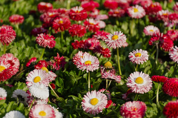 Bellis perennis garden perennial pink daisies. Horizontal spring background. Growing colorful flowers in a flower bed. Bright sunlight, full frame. A glade of delicate flowers. Decorative garden