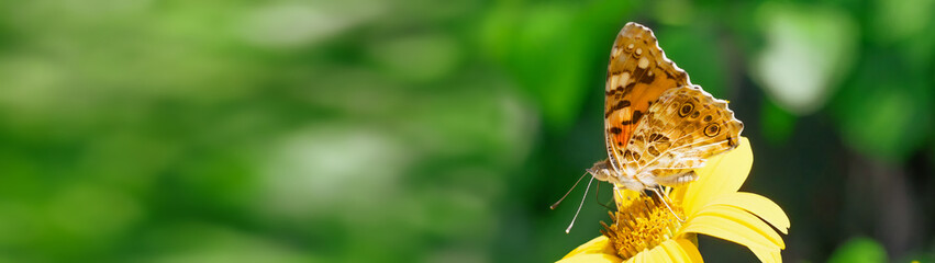 Close up butterfly on yellow flower blurred background with copy space