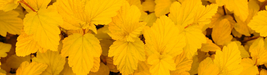 Autumn background close-up many yellow leaves panorama