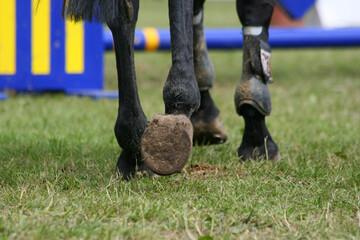 detail of a horse at a show jumping tournament with no people seen in the frame