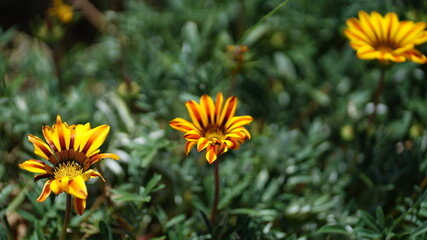 Obraz premium plantas natureza