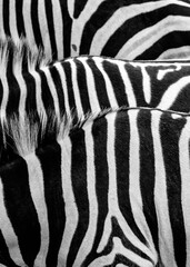 Black and white abstract of zebra strips and backs