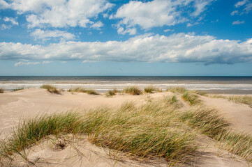 Fototapeta na wymiar seagrass plantations on the dunes of Dunkirk beach, France
