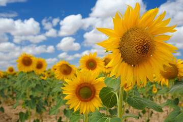 Closeup of sunflowers in a field with blue sky and clouds