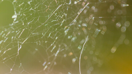 Small spiderweb