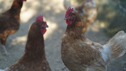 galinhas