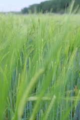 Obraz premium Close-up of unripened green wheat in field