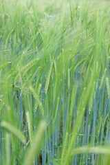 Close-up of unripened green wheat in field