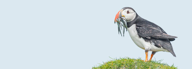 Banner with seabird North Atlantic puffin holding herring fish in its beak at Faroe island Mykines,...