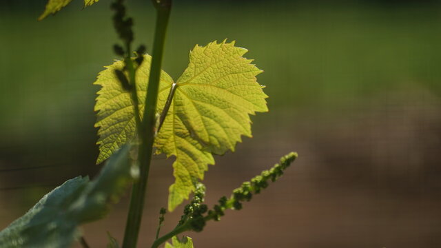 plant nature
