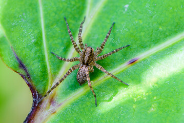 Male spider-wolf waits for its prey on a leaf of grass