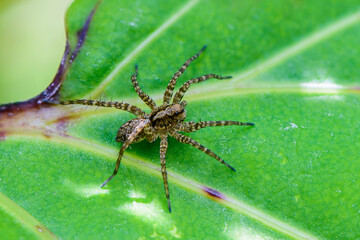 Male spider-wolf waits for its prey on a leaf of grass